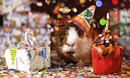 Photo d'un cochon d'inde coiffé d'un chapeau d'anniversaire, avec à sa gauche un petit cadeau et à sa droite et petit gâteau avec une bougie